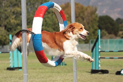 Dog jumping through an elevated hop on an agility course.