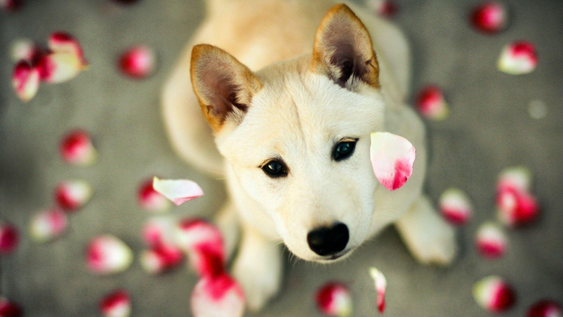 A cute puppy being showered with flower petals.