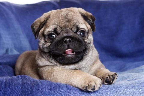 An impossibly cute pug puppy smiling for the camera